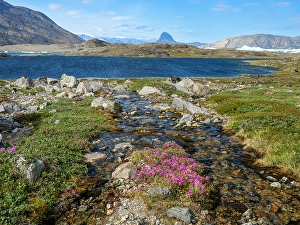North Greenland Prints: Dwarf fireweed, local name Niviarsiaq