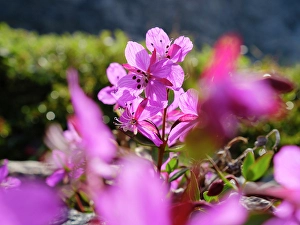 North Greenland Prints: Dwarf fireweed or river beauty willowherb