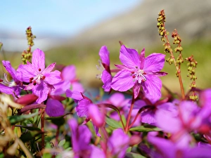 North Greenland Prints: Dwarf fireweed or river beauty willowherb