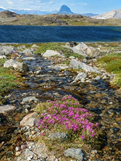 North Greenland Prints: Dwarf fireweed or river beauty willowherb