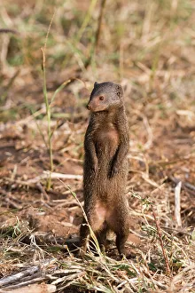Carnivora Prints: A dwarf mongoose, Helogale parvula, surveying the landscape, Samburu, Kenya. Kenya