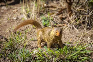 Predatory Prints: A dwarf mongoose, like other mustelids, is curious