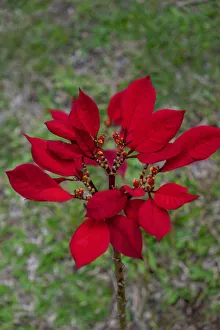 Floral And Botanical Prints: Dwarf Poinsettia