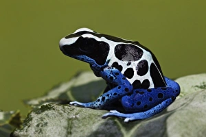 Dyeing Dart Frog (Dendrobates tinctorius oyapok)