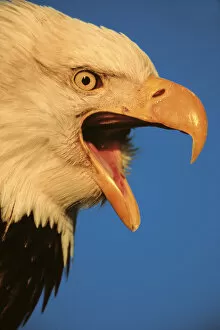 Images Dated 15th October 2004: Eagle, Bald Eagle, Haliaeetus leucocephalus, Alaska, Kachemak Bay, National Bird