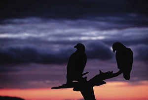 Images Dated 15th October 2004: Eagle, Bald Eagle, Haliaeetus leucocephalus, Alaska, Kachemak Bay, National Bird