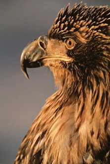 Images Dated 15th October 2004: Eagle, Bald Eagle, Haliaeetus leucocephalus, Alaska, Kachemak Bay, National Bird