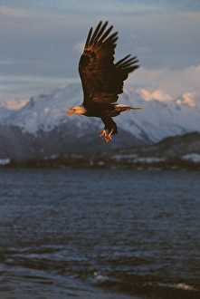 Images Dated 15th October 2004: Eagle, Bald Eagle, Haliaeetus leucocephalus, Alaska, Kachemak Bay, National Bird