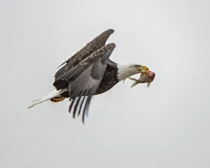 Fish Prints: Eagle after food