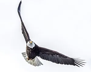 Eagle totally focused on prey