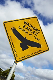 Images Dated 16th February 2010: Eagle Warning Sign, Bass Highway near Smithton, Northern Tasmania, Australia