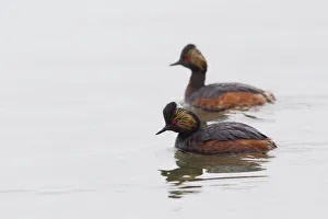 Grebe Prints: Eared Grebe Pair