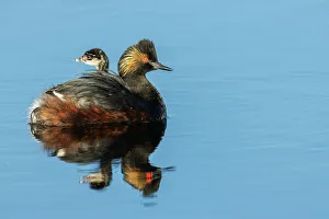 Parent Prints: Eared grebe parent giving chicks a ride. USA, Colorado