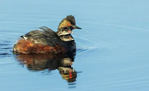 Eared grebe parent giving chicks a ride. USA, Colorado