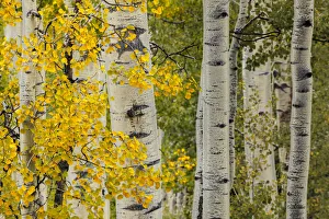 San Juan Mountain Prints: Early autumn aspen leaves and white trunks, Uncompahgre National Forest, Colorado