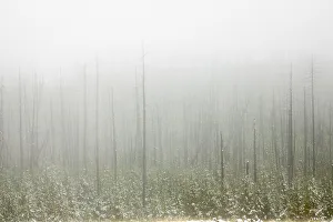 Early autumn snowfall, Yellowstone National Park, Wyoming