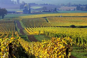 The early Fall morning over Stoller vineyard in a Willamette Valley near Dundee