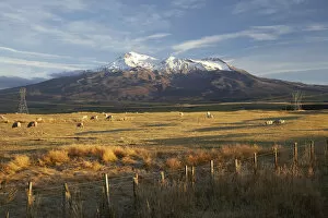Images Dated 26th April 2007: Early Light, Mt Ruapehu, Tongariro National Park, Central Plateau, North Island