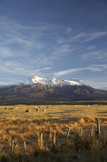 Images Dated 26th April 2007: Early Light, Mt Ruapehu, Tongariro National Park, Central Plateau, North Island