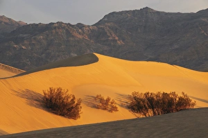 Stovepipe Wells Prints: Early Morning at Mesquite Flat Sand Dunes; Death Valley National Park; Stovepipe Wells