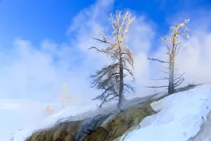 Images Dated 9th February 2016: Early Morning mist around trees. Yellowstone National Park. Wyoming