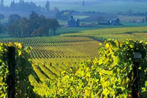 The early morning rays play across the leave of the grape vines, Willamette Valley