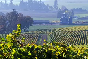 Images Dated 24th March 2006: The early morning rays play across the leaves of grape vines in a Willamette Valley vineyard