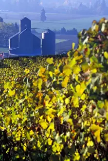 Willamette Valley Prints: The early morning rays play across the leaves of grape vines in a Willamette Valley vineyard