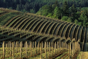 Images Dated 29th August 2006: Early morning over rolling hills of vineyards in Red Hills above Dundee, Oregon