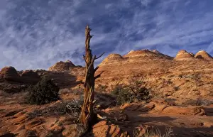Coyote Butte Prints: Early morning sun hits sandstone in Coyote Buttes area of Paria Wilderness in northern Arizona