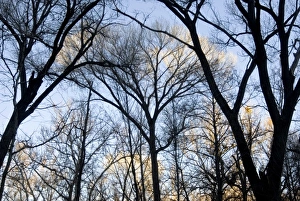 Images Dated 5th July 2005: Early morning sunlight illuminating the tops of the trees in Sedona, Arizona, USA