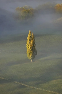 Images Dated 24th April 2007: Early Morning View of Autumn Poplar Tree and Mist, seen from Te Mata Peak, Hawkes Bay