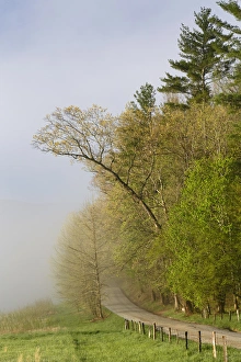 Tennessee Prints: Early morning view of Hyatt Lane, Cades Cove, Great Smoky Mountains National Park
