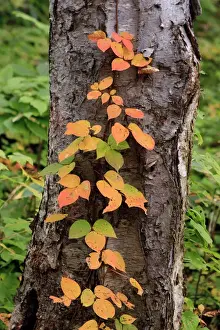 Images Dated 3rd October 2013: Early October brings the changing of the colour of the leaves to Mt Tenguyama, Otaru