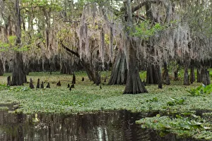 Central Florida Prints: Early spring view of cypress trees reflecting on blackwater area of St