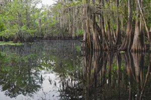 Early spring view of cypress trees reflecting on blackwater area of St. Johns River, central Florida