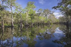 Early spring view of cypress trees reflecting on blackwater area of St. Johns River, central Florida
