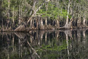 Early spring view of cypress trees reflecting on blackwater area of St. Johns River, central Florida