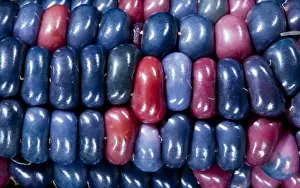 Ears of Native American corn (Zea mays) including Hopi Blue, Vadito Blue, Escondido Blue