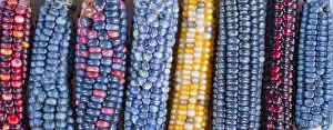 Choice Prints: Ears of Native American corn (Zea mays) including Hopi Blue, Vadito Blue, Escondido Blue