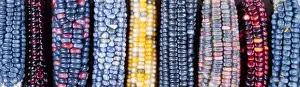 Images Dated 30th July 2009: Ears of Native American corn (Zea mays) including Hopi Blue, Vadito Blue, Escondido Blue