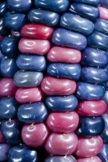 Images Dated 30th July 2009: Ears of Native American corn (Zea mays) including Hopi Blue, Vadito Blue, Escondido Blue