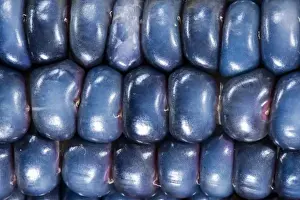 Harvest Prints: Two ears of Vadito Blue corn (Zea mays) are accompanied by Painted Mountain corn