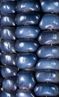 Images Dated 18th July 2009: Two ears of Vadito Blue corn (Zea mays) are accompanied by Painted Mountain corn