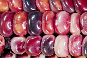 Images Dated 18th July 2009: Two ears of Vadito Blue corn (Zea mays) are accompanied by Painted Mountain corn