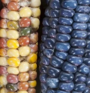 Images Dated 18th July 2009: Two ears of Vadito Blue corn (Zea mays) are accompanied by Painted Mountain corn