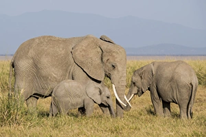 Images Dated 30th January 2015: East Africa, Kenya, Amboseli National Park, elephant (Loxodanta africana)