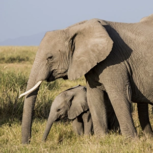 Active Prints: East Africa, Kenya, Amboseli National Park, elephant (Loxodanta africana)