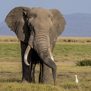 Images Dated 30th January 2015: East Africa, Kenya, Amboseli National Park, elephant (Loxodanta africana)