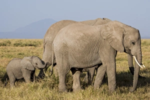 East Africa, Kenya, Amboseli National Park, elephant (Loxodanta africana)